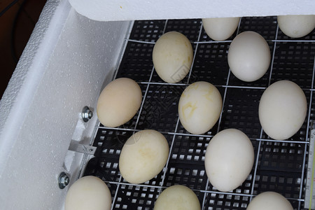 鸡鸭鹅素材鸡鸭和鹅的终结孵化器中的鸡鸭和鹅孵化器中的蛋转动机制孵化器中的鸡转动机制背景