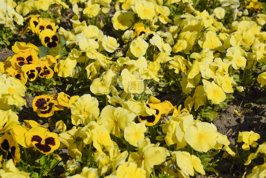 花棚上有黄色的比奥拉花朵维图片