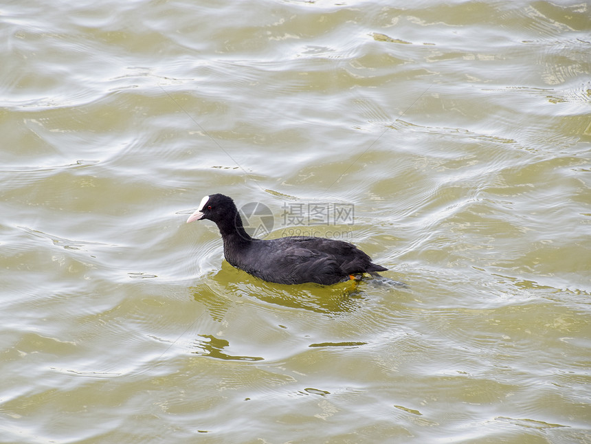 黑鸭漂在池塘里图片