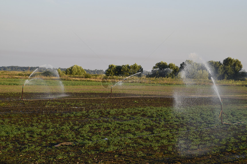 甜瓜田的灌溉系统给田地浇水SprinklerSprinkler瓜田的灌溉系统给田地浇水Sprinkler图片