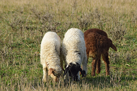 牧羊的在村旁泉地各种羊高清图片