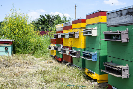 养蜂场里的蜂箱养蜂取蜜蜜蜂之家养蜂场里的蜂箱养蜂取蜜蜂房背景图片