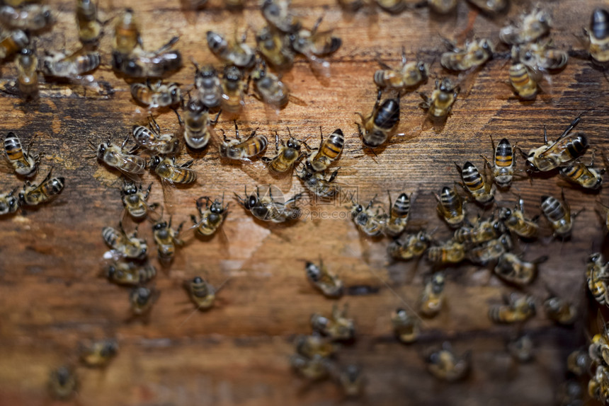 蜂巢从里面看的景色蜜蜂小屋蜜蜂蜂巢入口蜜蜂在家养蜂场蜜蜂的繁育技术蜂巢从里面看的景色蜜蜂小屋蜜蜂蜂巢入口图片