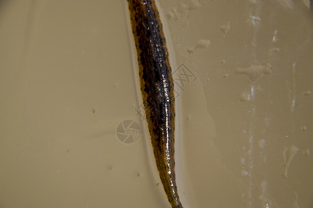 一条蠕虫水蛭潮湿的高清图片