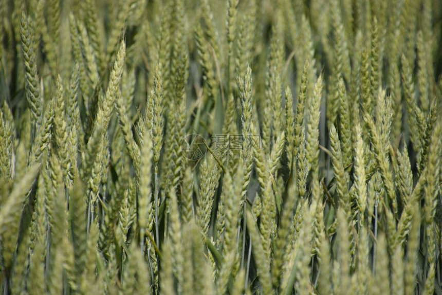 绿色小麦的小穗在地里使小麦成熟绿色小麦的小穗在地里使小麦成熟图片