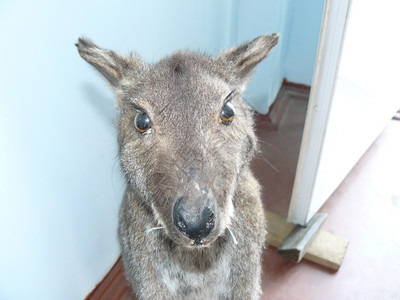 Kangaroo在人类住宅中动物看图片