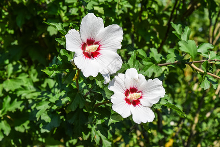 两朵花不是树枝红白花和五朵瓣图片