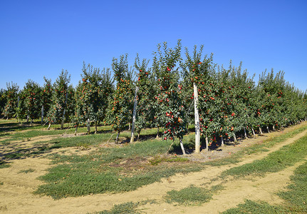 苹果园树下木的行和地果实苹园树木的行和地下果实高清图片