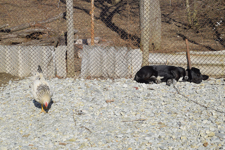 一条链上的黑狗在栅栏下休息鸡走在附近一条链上的黑狗在围栏下休息鸡走在附近背景图片