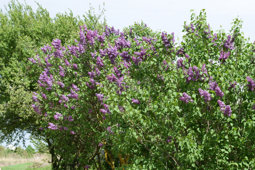 紫色花朵在户外紫色花朵在树枝上图片