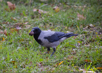 Corvidae家族的一只鸟Corvidae家族的一只鹰Crow将一只鹰藏在他的嘴里将乌鸦藏在草地上Corvidae家族的一只鸟图片