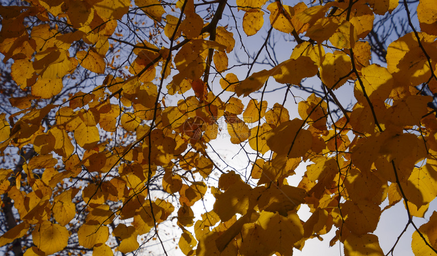 天空下的黄色秋叶图片