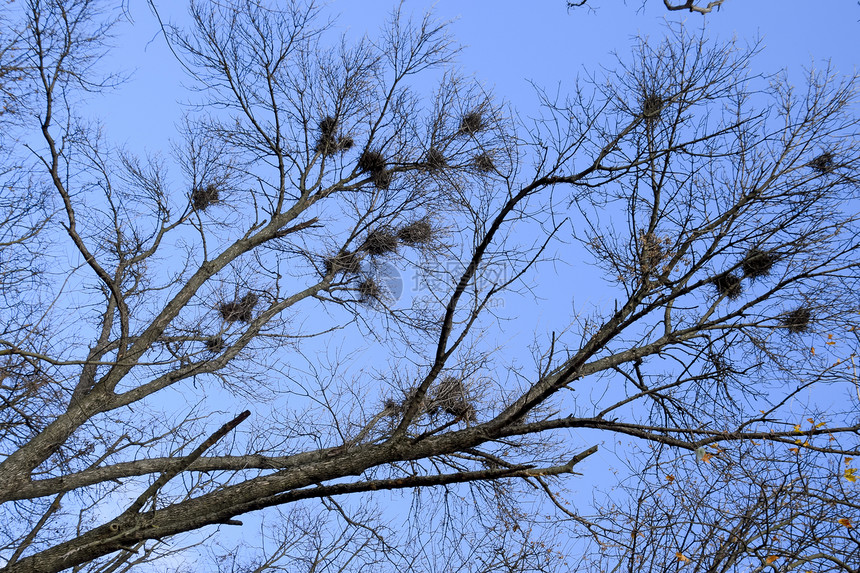 乌鸦在树高处的巢穴夜落后鸟儿的巢穴图片