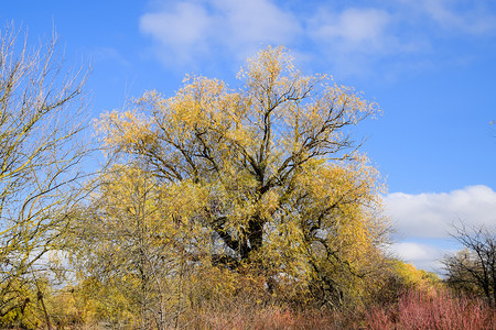 黄柳叶秋天的柳树黄柳叶秋天的柳树图片
