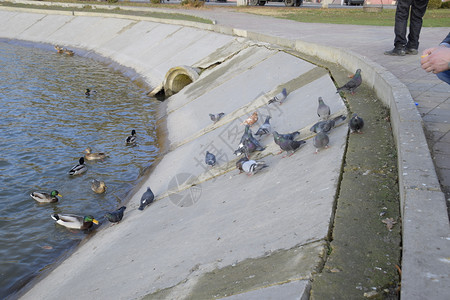 鸭子在池塘里游泳野鸭德雷克和雌高清图片