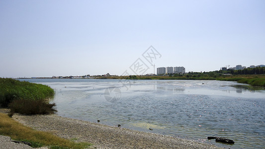 黑海附近的河口岸动植物图片