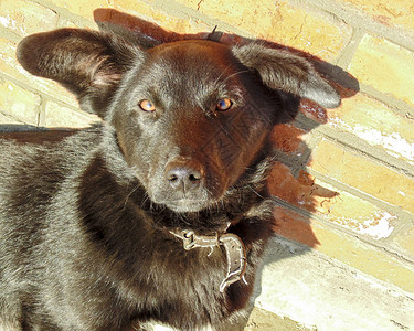 砖墙附近有大耳朵的黑狗背景图片