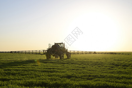 高轮式拖拉机正在对青小麦施肥使用细散喷雾化学品日落背景的拖拉机高轮式正在对青小麦施肥背景图片