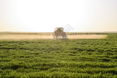 青丘女帝高轮式拖拉机正在对青小麦施肥使用细散喷雾化学品日落背景的拖拉机高轮式正在对青小麦施肥背景