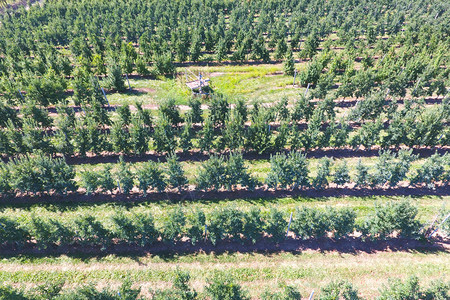 花园的树木列空气摄影顶部视图园地景观苹果花的树木排顶部视图图片