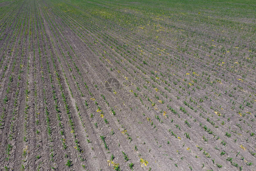玉米苗青田里的片草地上的玉米片草地上的肥料玉米小田草地上的玉米片图片