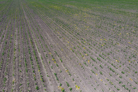 玉米苗青田里的片草地上的玉米片草地上的肥料玉米小田草地上的玉米片背景图片