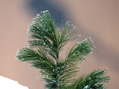 在雪花里喷松子在森林里冬季喷松子在森林里喷冬图片