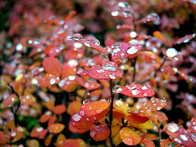 基本法蓝莓叶子上的水滴蓝莓红叶上的红背景