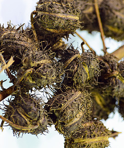 蓖麻籽油白色背景上的蓖麻籽这种植物被用来制造蓖麻油白色背景上的蓖麻籽背景