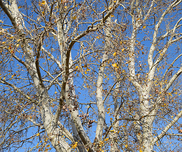 银白杨树枝的背景秋天的树银白杨树枝的背景秋天的树图片
