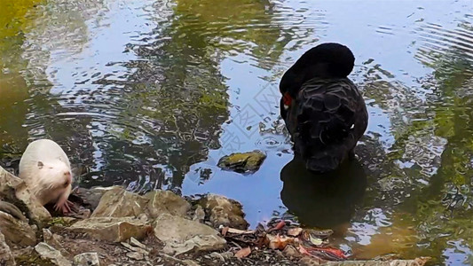 夏日黑天鹅在湖水上打扫羽毛背景图片