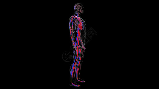 脉管系统人体循环系统从头到脚的解剖计算机生成3D造血管医学背景人类循环系统从头到脚的解剖计算机生成造血管科学背景背景