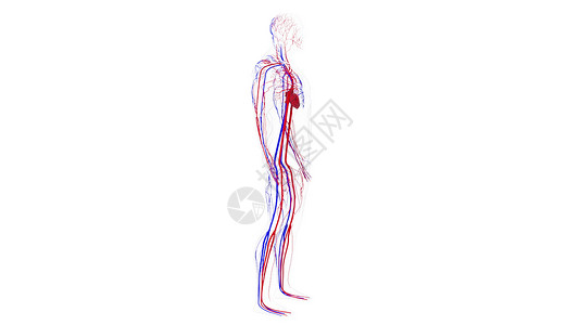 脉管系统人体循环系统从头到脚的解剖计算机生成3D造血管医学背景人类循环系统从头到脚的解剖计算机生成造血管科学背景背景
