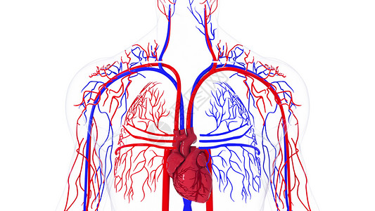 人体循环系统从头到脚的旋转模型3D产生血管医疗背景计算机生成人类循环系统旋转模型背景图片
