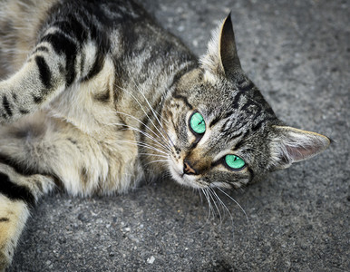 绿眼白灰色小猫躺在色沥青上闭眼图片