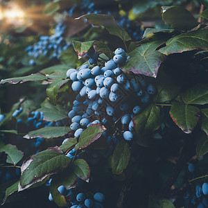 装饰灌木的花环古老的蓝水果图片