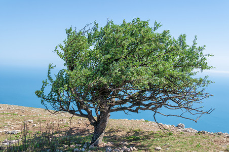 IlyasKaya山上古老的梨树背景图片