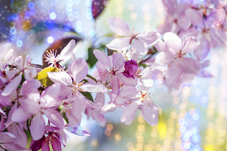 装饰樱桃的树枝和阳光下的粉红色花朵紧闭图片