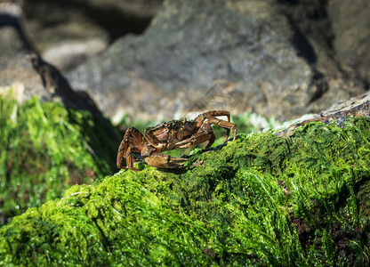 大海蟹在夏日坐绿藻的岩石上图片