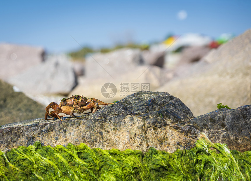 沙蟹在夏季日坐一片绿藻的岩石上图片