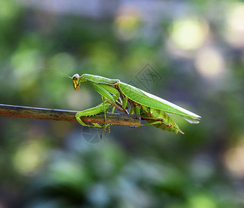 绿色大蚂蚁爬上棍子绿色背景模糊带有bokeh图片