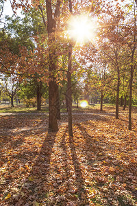 乌克兰秋天市公园阳光明耀的下有树木和黄叶图片