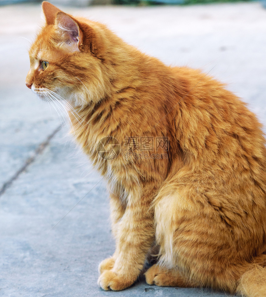 成年红毛猫坐在街边的道上关门图片