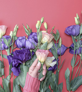 穿着粉红色毛衣的女手握着一朵花的分枝乌斯托玛利桑图红底有粉花蕾图片