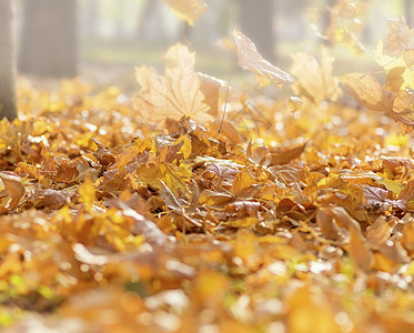 清晨在公园里雾中满是干枯的落黄木叶高清图片