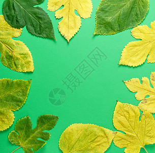 绿色背景中间空黄和绿色的木莓叶图片