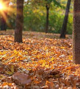 秋市公园有干燥黄色的树叶有选择焦点图片