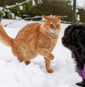 大红猫在雪中玩黑狗背景图片