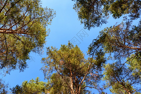 高的松树和冠与蓝色的天空相对底视图片