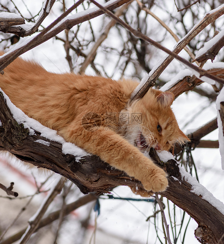 大红猫在冬天坐树枝上底观图片